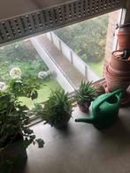 Aloa vera medicinala in pot, Ophalen, In pot, Halfschaduw, Minder dan 100 cm