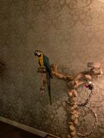 Lieve tamme ara 1 jaar oud, Dieren en Toebehoren, Vogels | Parkieten en Papegaaien, Mannelijk, Papegaai, Tam