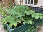 Gunnera Manicata mammoetblad stek, Vaste plant, Halfschaduw, Zomer, Ophalen