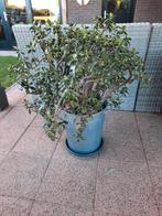 grote crassula ovala, geldboom, jadeplant, Huis en Inrichting, Ophalen, Vetplant, 100 tot 150 cm, Halfschaduw