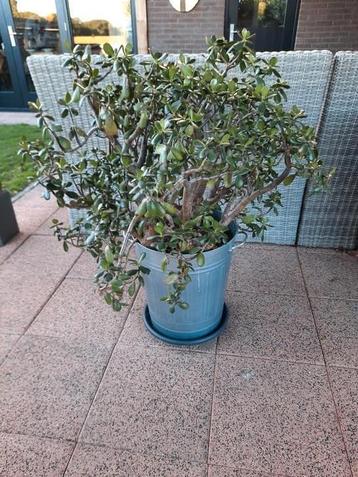 grote crassula ovala, geldboom, jadeplant beschikbaar voor biedingen