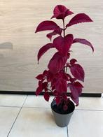 Prachtige siernetel plant, Huis en Inrichting, Kamerplanten, Ophalen of Verzenden, In pot, Halfschaduw, Minder dan 100 cm