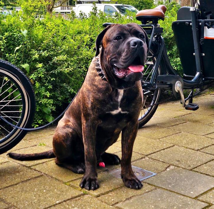 Cane corso dekreu beschikbaar (NIET TE KOOP), Dieren en Toebehoren, Honden | Dekreuen, Reu, Particulier, Eén hond, Nederland, 1 tot 2 jaar
