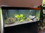 Juwel RIO 450, Dieren en Toebehoren, Vissen | Aquaria en Toebehoren, Ophalen, Gebruikt, Gevuld zoetwateraquarium