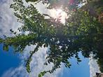 Iep gratis, Tuin en Terras, Planten | Bomen, Ophalen, Volle zon, Overige soorten, 250 tot 400 cm
