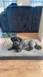 Orthopedische hondemand/kussen Mua beeztees, Ophalen, Zo goed als nieuw