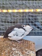 Diverse aparte kleuren kwartels te koop!, Meerdere dieren, Overige soorten