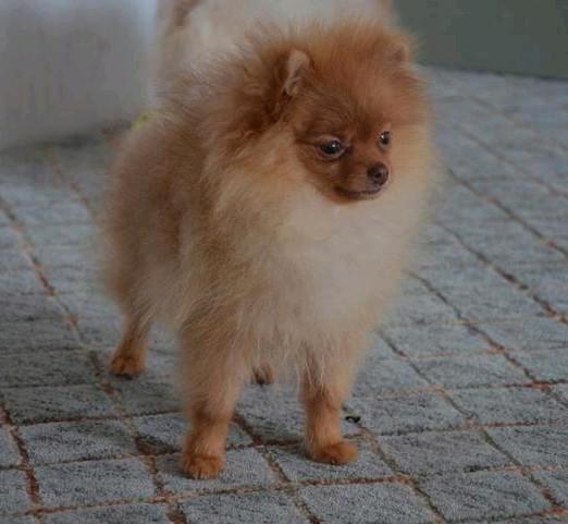 Pomeranian pomeriaan jongen en meisje, Dieren en Toebehoren, Honden | Poolhonden, Keeshonden en Oertypen, Reu, Keeshond, Particulier