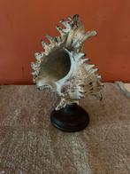 Object schelp, Antiek en Kunst, Ophalen of Verzenden