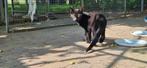 2 knappe zwarte katertjes, Dieren en Toebehoren, Kater, Kortharig, 0 tot 2 jaar