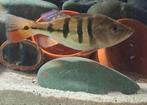 Cichla kelberi 18cm, Dieren en Toebehoren
