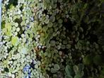 Aquarium drijfplantjes., Dieren en Toebehoren, Vissen | Aquaria en Toebehoren, Ophalen of Verzenden, Leeg aquarium