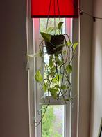Hangplant, Huis en Inrichting, Kamerplanten, Ophalen, Overige soorten, Halfschaduw, In pot