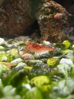 CPO dwergkreeftjes, Dieren en Toebehoren, Vissen | Aquariumvissen, Vis