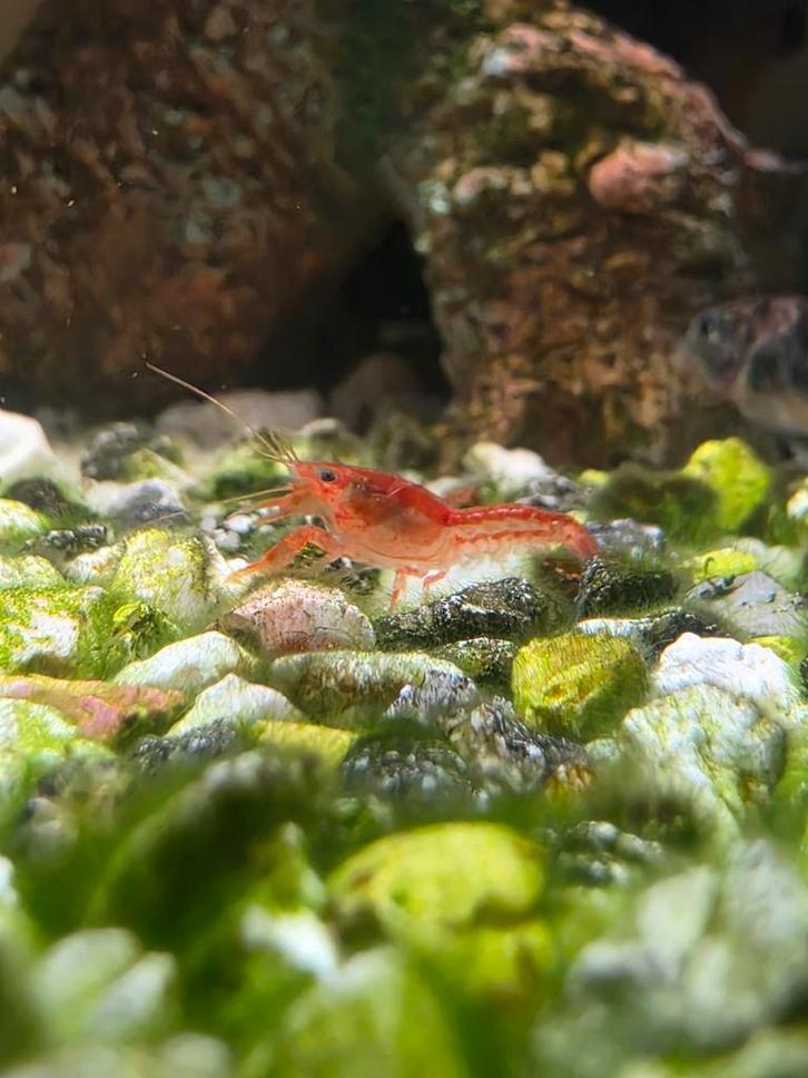 CPO dwergkreeftjes, Dieren en Toebehoren, Vissen | Aquariumvissen, Vis