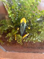 Tumucumaque tinctorius, Dieren en Toebehoren, Reptielen en Amfibieën, Amfibie, 0 tot 2 jaar
