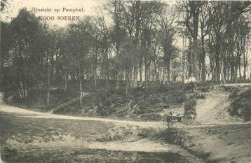 (388-007-003) Hoog Soeren Pomphul beschikbaar voor biedingen