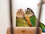 Pyrrhura hypoxantha, Dieren en Toebehoren, Vogels | Parkieten en Papegaaien, Meerdere dieren, Parkiet