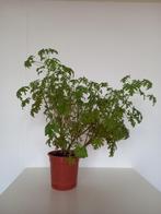 Citroenplant, Huis en Inrichting, Kamerplanten, Ophalen, Overige soorten, Halfschaduw, Minder dan 100 cm
