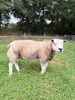 Tk engelse texelaar ram, Dieren en Toebehoren, Schapen, Geiten en Varkens, Mannelijk, Schaap