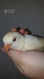 ♀️️Halftam agapornis roseicollis jong. zie beschrijving., Vrouwelijk, Dwergpapegaai of Agapornis, Geringd