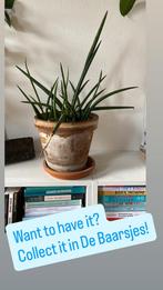 Sansevieria Cylindrica - Ophalen De Baarsjes, Volle zon, Vaste plant, Bloeit niet, Ophalen