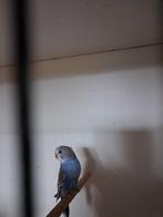 Te koop  jongen parkiet, Meerdere dieren, Parkiet, Tam