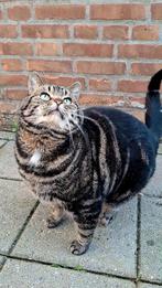 Lieve poes en kater op zoek naar een warm thuis