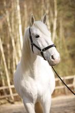 Nieuw! Multifunctioneel hoofdstel 4 in 1 egaal leer, Ophalen of Verzenden, Nieuw