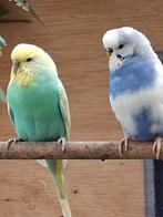 Net uit het nest 6 jonge parkieten, Dieren en Toebehoren, Vogels | Parkieten en Papegaaien, Meerdere dieren, Parkiet