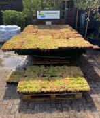 Sedum groen  dak cassettes kant en klaar, Ophalen of Verzenden, Vaste plant, Bodembedekkers, Volle zon