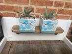 Agave’s en Crassula hobbits, Volle zon, Vaste plant, Bloeit niet, Ophalen