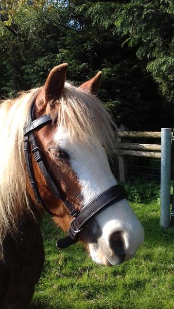Bitloos leren pony hoofdstel te koop beschikbaar voor biedingen