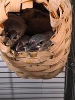 Rijstvogel, Dieren en Toebehoren, Vogels | Overige Vogels, Meerdere dieren