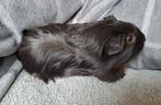 jong cavia beertje, Dieren en Toebehoren, Cavia, Augustus, Mannelijk, Tam