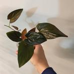 Syngonium red arrow, Huis en Inrichting, Kamerplanten, Ophalen of Verzenden, Volle zon, Minder dan 100 cm