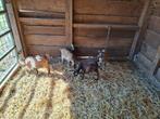 4 geitenbokken, Dieren en Toebehoren, Mannelijk, Geit, 0 tot 2 jaar