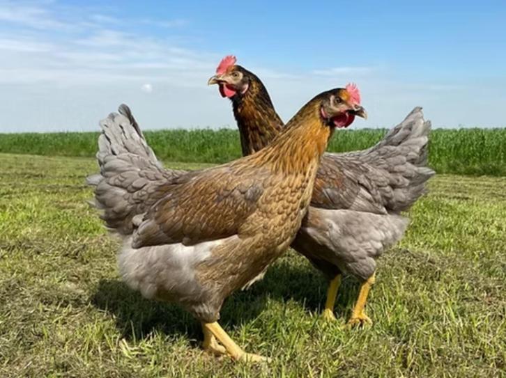Tamme Koningsberger kippen, gesekst en ingeënt, Dieren en Toebehoren, Pluimvee, Kip, Vrouwelijk