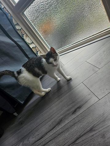 Poes ontzettend lief 1.5 jaar beschikbaar voor biedingen