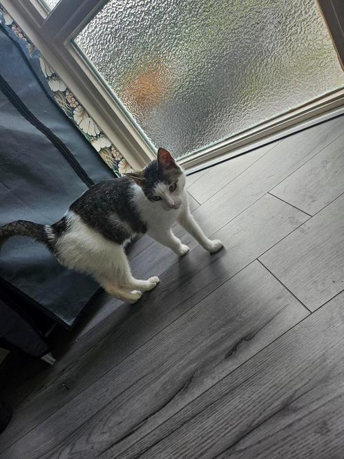 Poes ontzettend lief 1.5 jaar, Dieren en Toebehoren, Katten en Kittens | Overige Katten, Kortharig, Poes, 0 tot 2 jaar