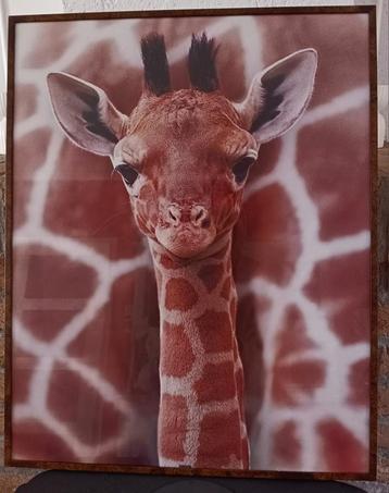 Giraffe Jong Poster - Ingelijst 40x50 beschikbaar voor biedingen