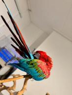 Tamma GroenVleugel Ara Pop dec 24, Dieren en Toebehoren, Meerdere dieren, Dwergpapegaai of Agapornis, Tam