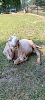 Mooie Nubische bok, Dieren en Toebehoren, Schapen, Geiten en Varkens, Mannelijk, Geit