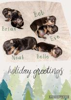 Jack Russell pups black/brown tan, Rabiës (hondsdolheid), Jack Russell Terriër, 8 tot 15 weken, Meerdere