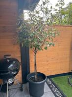 Red robbin tree with pot, Ophalen, Rechthoekig, Hout, Minder dan 30 cm
