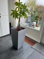 Plantenbak / bloempot grijs - vierkant(40*40cm)  - 76cm(H), Ophalen, Kunststof, 40 cm of meer, Vierkant