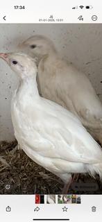 Gezocht witte patrijzen, Dieren en Toebehoren, Meerdere dieren, Eend