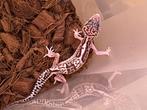 Luipaard gecko Super mack snow, Dieren en Toebehoren, Reptielen en Amfibieën, 0 tot 2 jaar, Hagedis