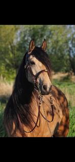 7 jarige andalusiër merrie, Dieren en Toebehoren, Paarden, Gechipt, Merrie, L, 7 tot 10 jaar