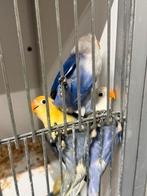 Jonge agapornissen, Geslacht onbekend, Dwergpapegaai of Agapornis, Tam